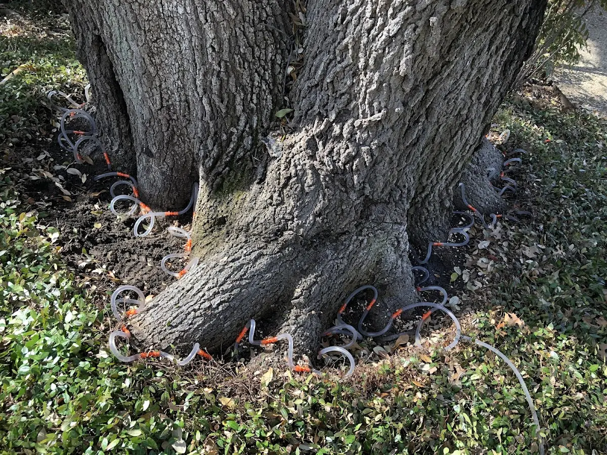Detailed Tree Cabling and Bracing job site in Shullsburg