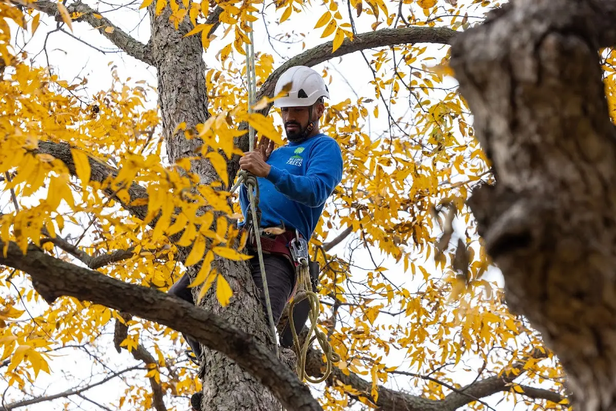 Skilled Tree Transplanting crew working in Shullsburg